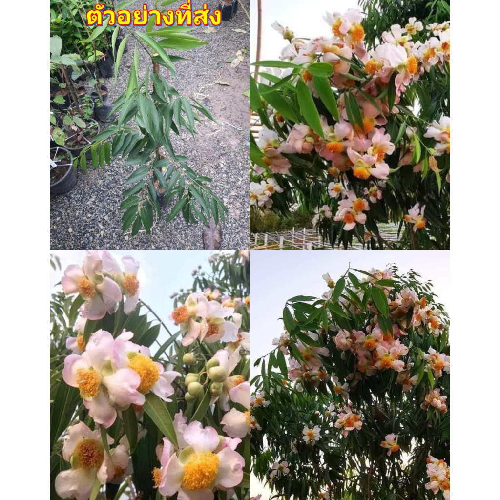 (1ต้น) สูง 80-100cm บุนนาคสีชมพู ต้นบุนนาคสีชมพู บุนนาคชมพู นาวิน ต้นตอนกิ่ง