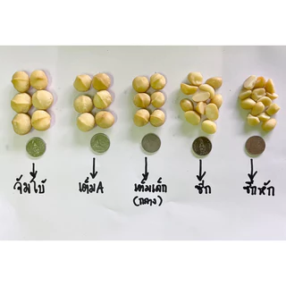 แมคคาเดเมียดอยช้าง เม็ดเต็มทุกเม็ด 500กรัม** ขนาดเม็ดA2 (14-16mm)***