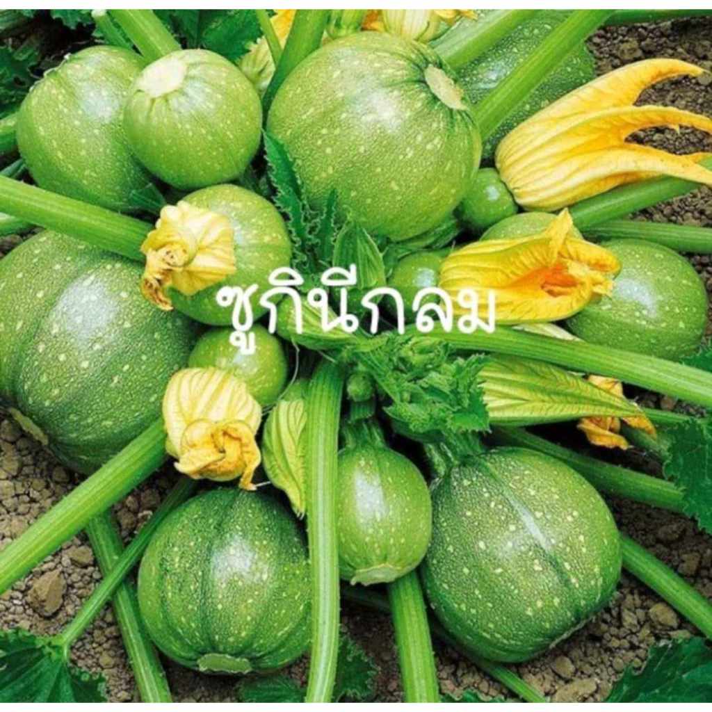 10 เมล็ด เมล็ดซูกินีกลมสีเขียว พันธุ์กรีนบอล (ปลูกง่าย รสชาติเหมือนฟักทองผสมแตงกวา อร่อยหวานกรอบ)