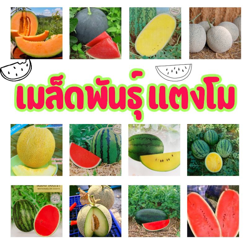 เมล็ดพันธุ์ แตงโม เมล่อน แคนตาลูป ทุกสายพันธุ์ 10-50 เมล็ด แตงโม แตงโมเหลือง แตงโมดำ แตงโมไร้เมล็ด