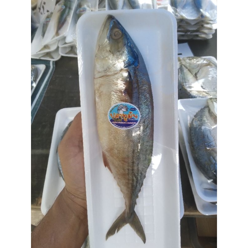 ปลาทูมัน ปลาน้ำเค็มอ่าวไทย