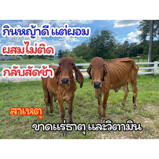 🔥ชุดเห็นผล3ถุง🔥เทพบุตรโปรพลัส