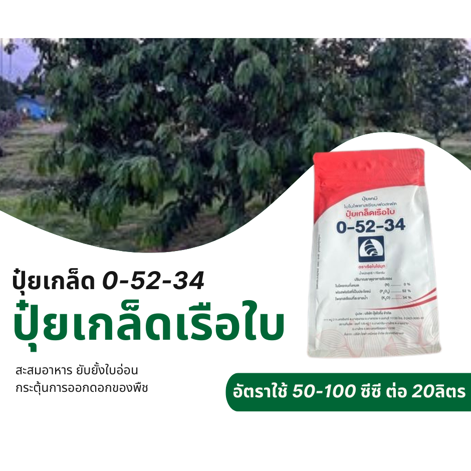 ปุ๋ยเกล็ดเรือใบ 0-52-34 ยับยั้งใบอ่อน สะสมอาหาร