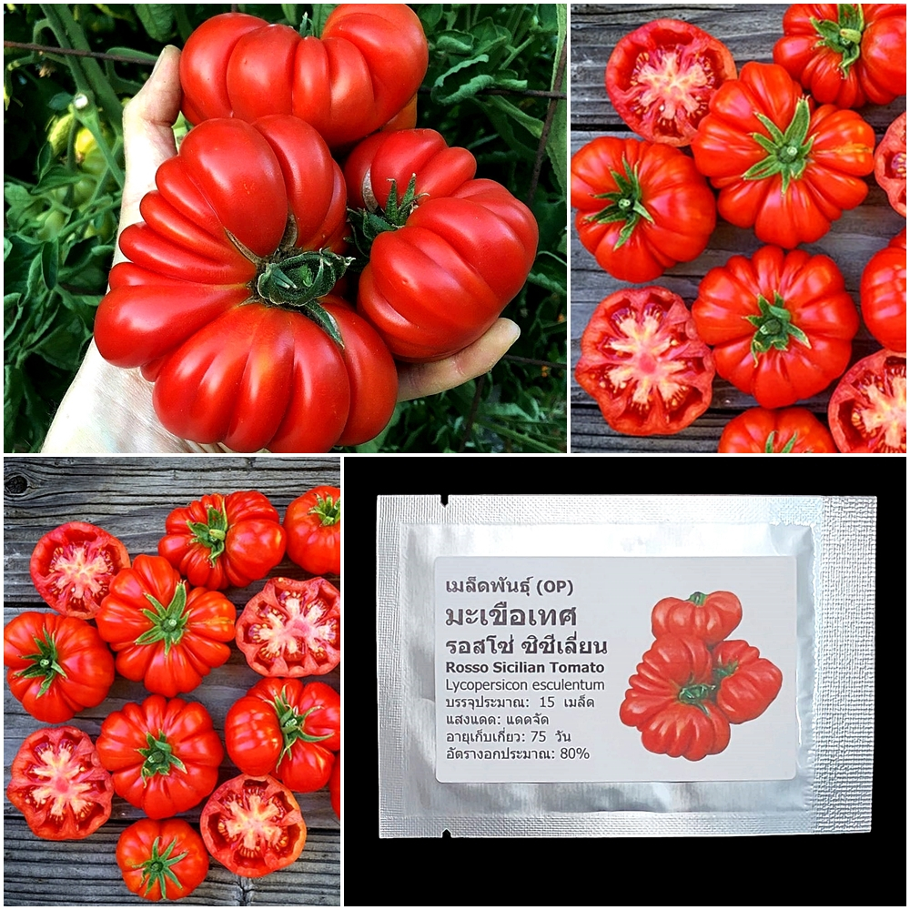 เมล็ดพันธุ์ มะเขือเทศ รอสโซ่ ซิซีเลี่ยน Rosso Sicilian Tomato Seed 15 เมล็ด คุณภาพดี ของแท้ 100%