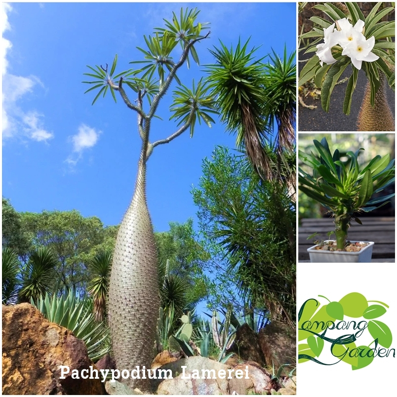 ต้นปาล์มมาดากัสการ์ ”Pachypodium Lamerei“ (มาดากัสการ์ปาล์ม) ไม้ประดับ แคคตัส กระบองเพชร