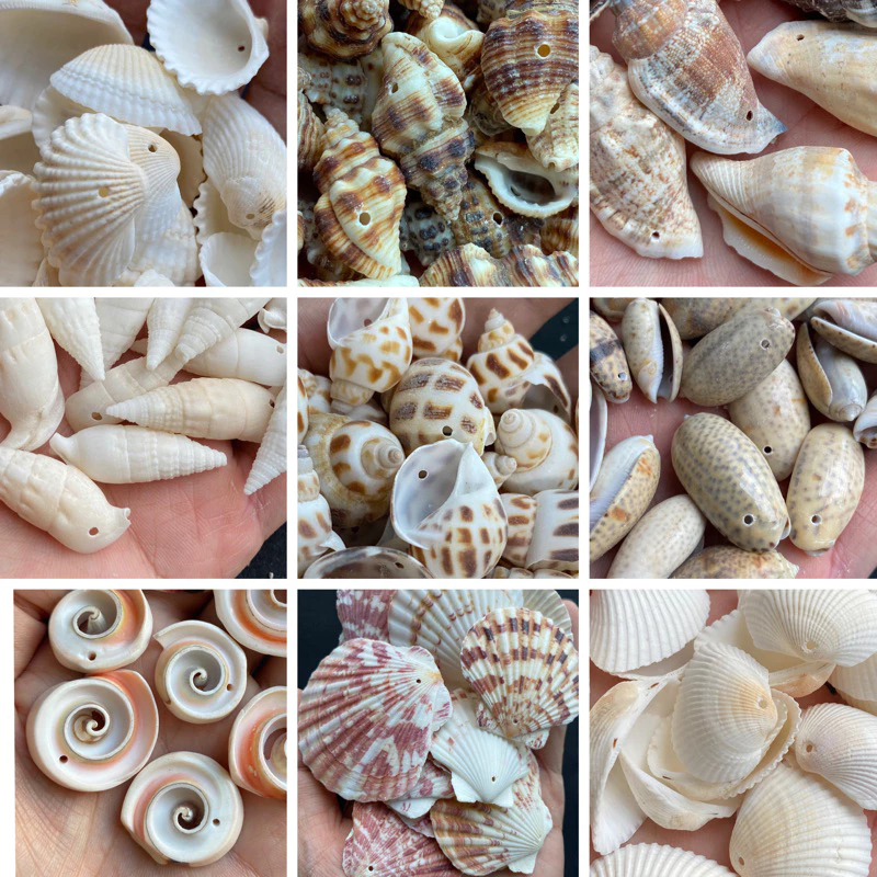หอยเจาะ 50 ชนิด DIY วัสดุงานฝีมือเปลือกหอย 50g DRILLED seashells สำหรับตกแต่งสวน