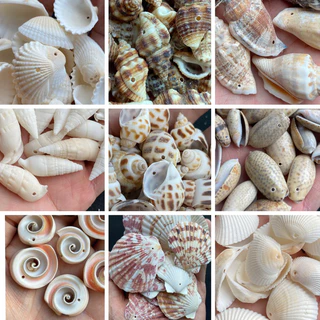 หอยเจาะ 50 ชนิด DIY วัสดุงานฝีมือเปลือกหอย 50g DRILLED seashells สำหรับตกแต่งสวน