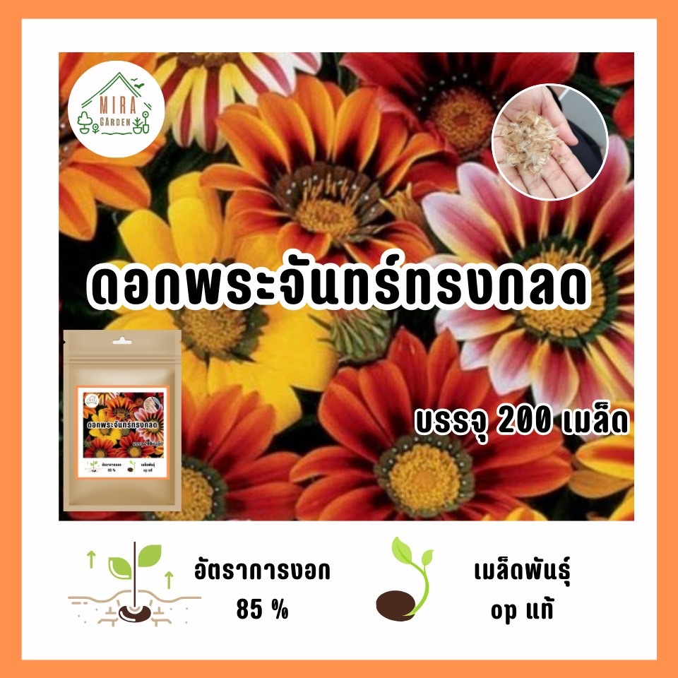 เมล็ดพันธุ์ ดอกพระจันทร์ทรงกลด200 เมล็ด