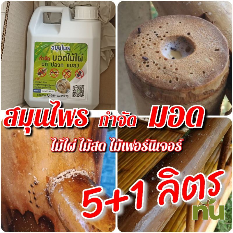 กำจัดมอด 5+1 ลิตร กำจัดมอดไม้ไผ่ สมุนไพรกำจัดมอด สเปรย์กำจัดมอด