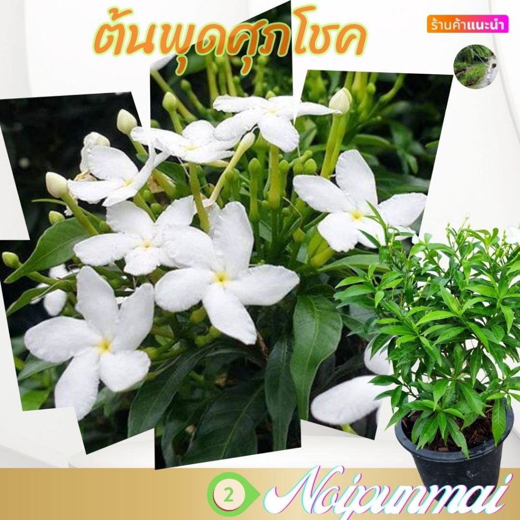 ต้นพุดศุภโชค กระถาง 6 นิ้ว(ส่งพร้อมกระถาง)ไม้จัดสวน