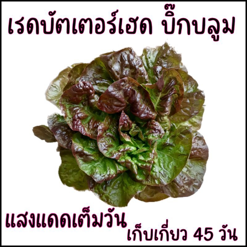 ใหม่!! 100 เมล็ด เมล็ดพันธุ์สลัด เรดบัตเตอร์เฮด บิ๊กบลูม สายพันธุ์พุ่มใหญ่จากยูโกสลาเวีย red butterhead lettuce
