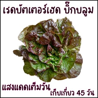 ใหม่!! 100 เมล็ด เมล็ดพันธุ์สลัด เรดบัตเตอร์เฮด บิ๊กบลูม สาย…