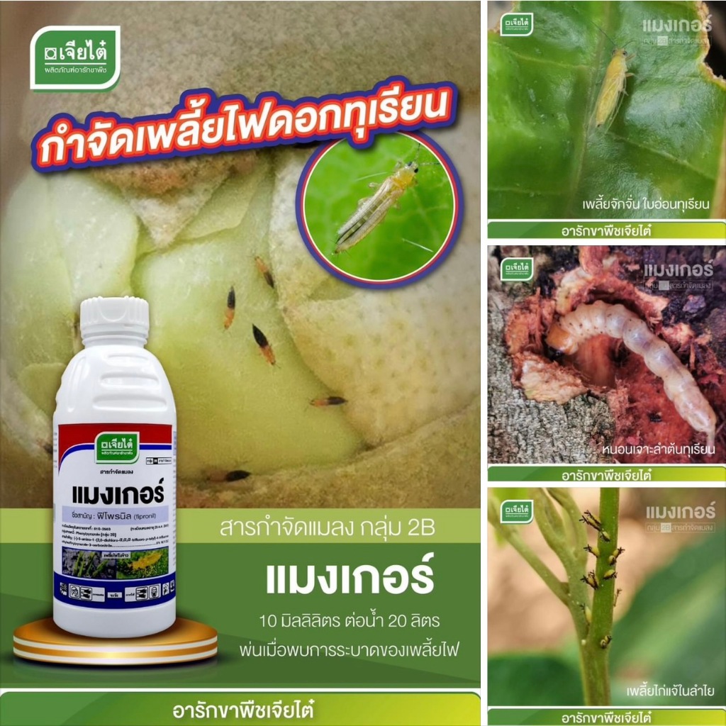แมงเกอร์ - ฟิโพรนิล fipronil 5% W/V SC ออกฤทธิ์แบบดูดซึม กำจัดเพลี้ยไฟ, หนอนม้วนใบ, ด้วงหมัดผัก, ปลวก, เพลี้ย 1 ลิตร