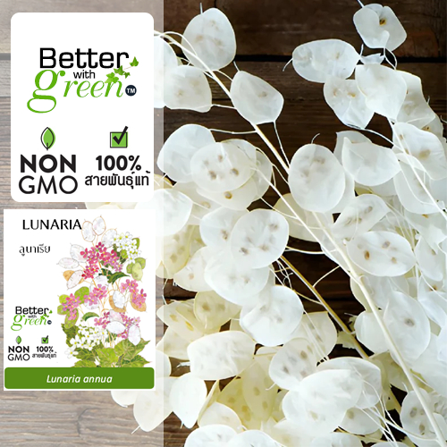 เมล็ดพันธุ์ ลูนาเรีย 100 เมล็ด (LUNARIA) นำเข้า การันตีสายพันธุ์