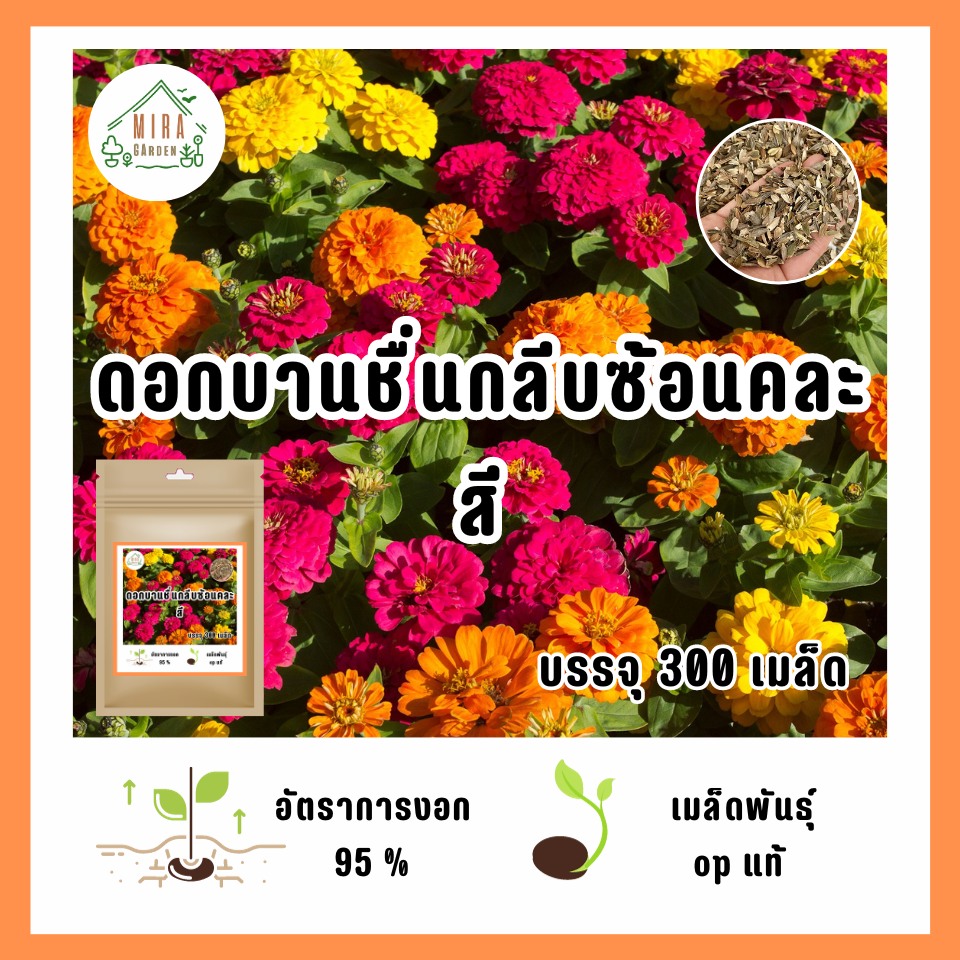 เมล็ดพันธุ์ ดอกบานชื่นกลีบซ้อนคละสี300 เมล็ดพันธุ์