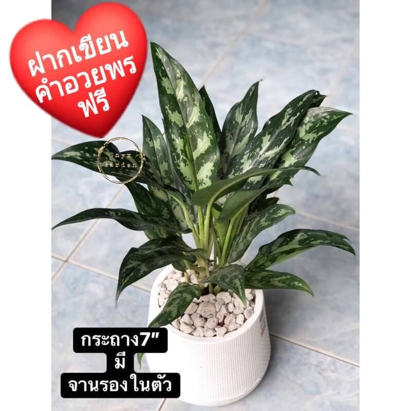 ต้นมหาเศรษฐีเขียวหมื่นปีหรือChinese Evergreenได้พร้อมกระถางเบลล่า7”