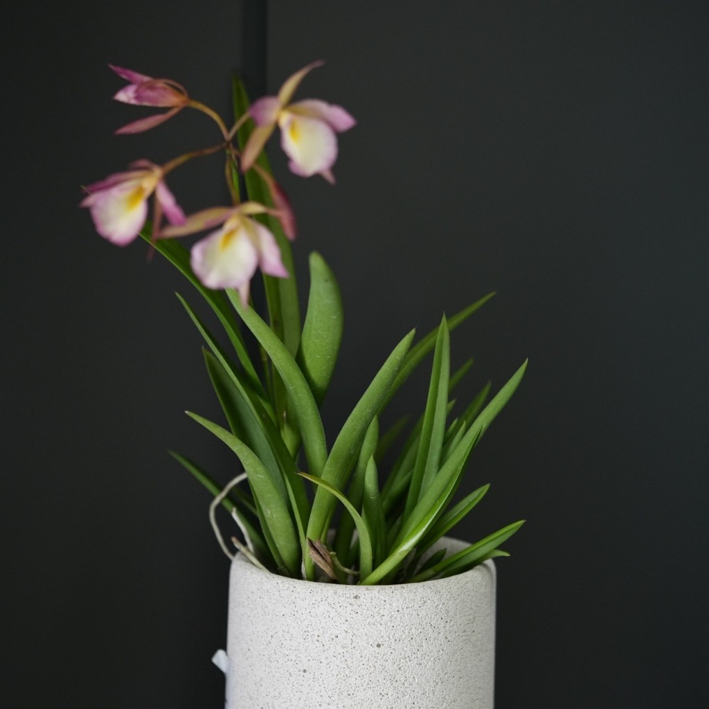 กล้วยไม้สายพันธุ์ Brassavola New Hybrid ผสมใหม่ มีหลายสี