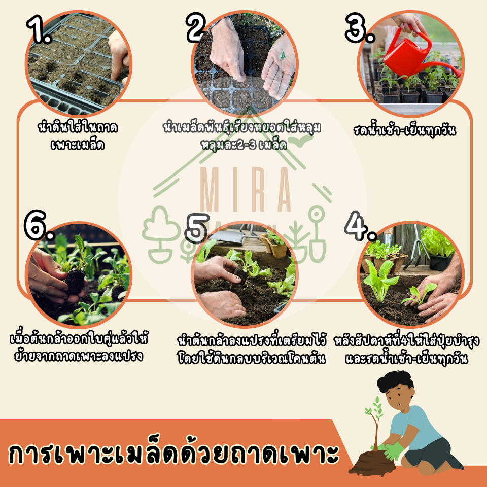 เมล็ดพันธุ์ ดอกดาวเรืองใหญ่ ขนาดดอก5-8 ซม. 300เมล็ด - รูปที่ 3