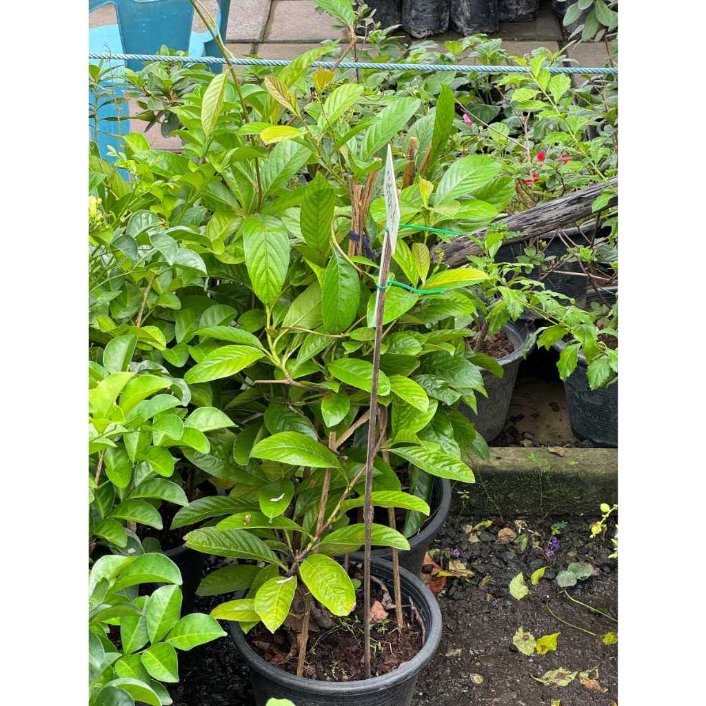 มุมมอง 6