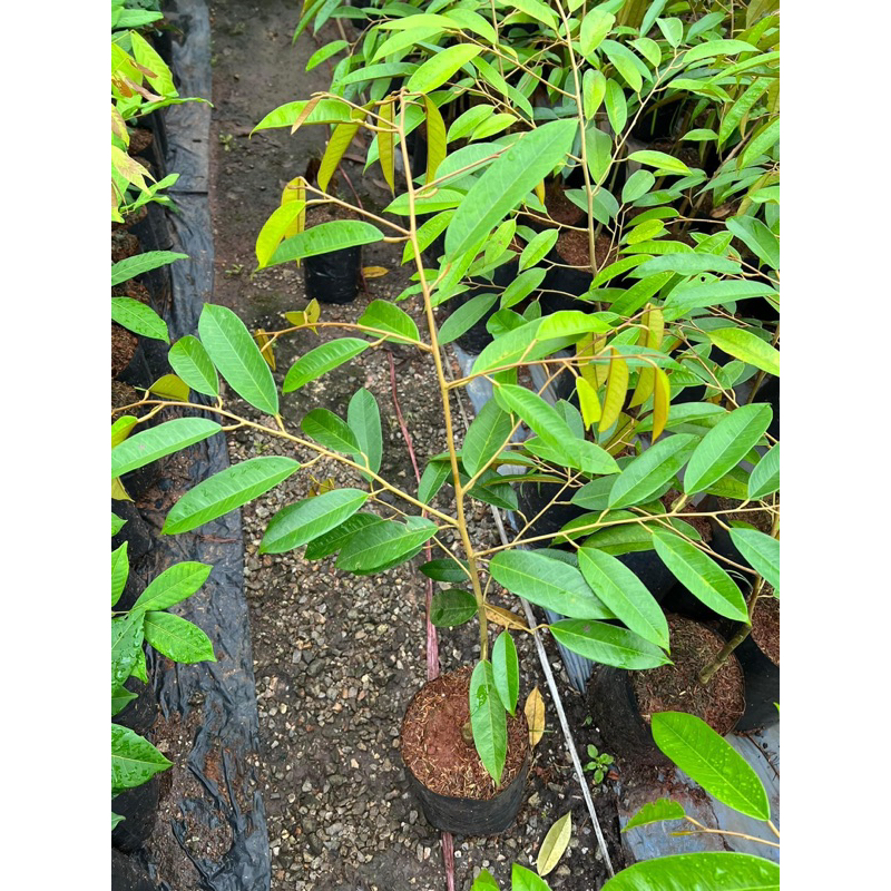 ต้นทุเรียนเสียบยอดหลินลับแล