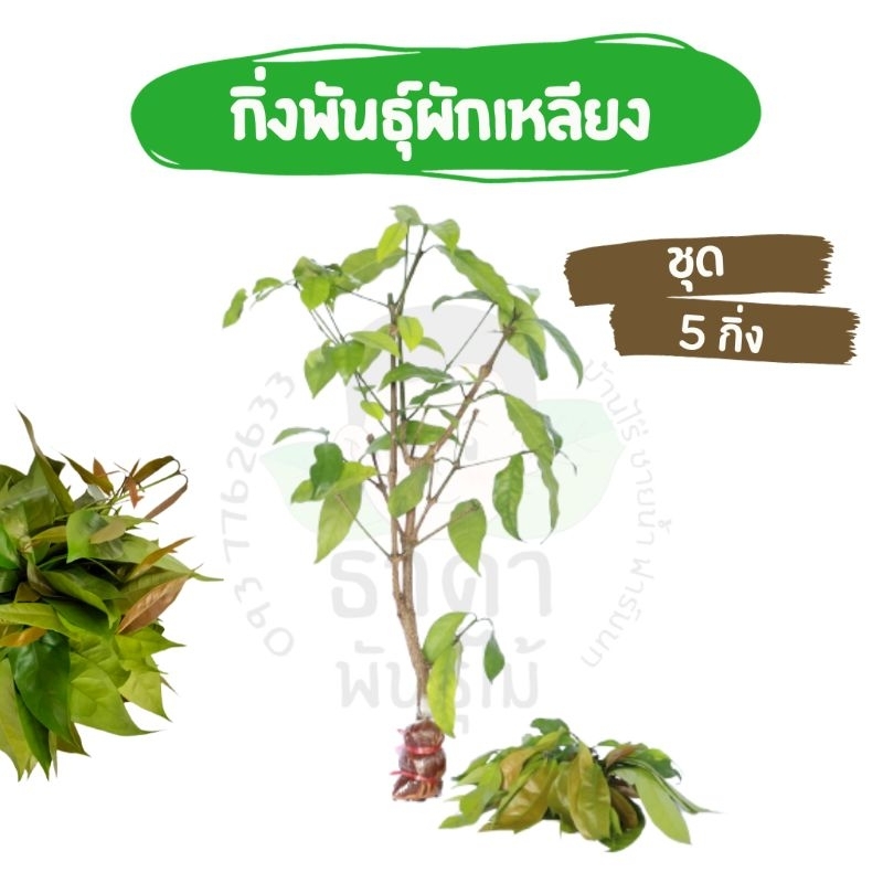 ต้นผักเหลียง กิ่งตอนผักเหลียงชุด 5 กิ่ง ต้นพันธุ์เหลียง ตัดแต่งความยาว40-60ซม.ผักเหลียง ผัดไข่