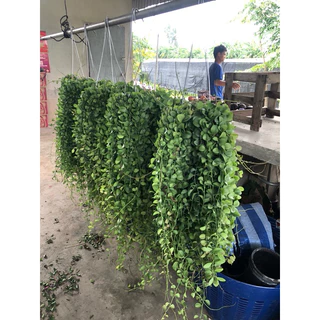 (สินค้าพรีออเดอร์) เดฟพาดเขียวจัมโบ้ พวงใหญ่ (ยาว45-50 เซน) *กดสั่งสูงสุดได้10 พวงต่อครั้งนะคะ*