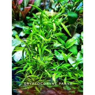 cryptocoryne parva พร้อมปลูก #ไม้น้ำ #ไม้หน้าตู้ #ไม้พื้น โตช้ามาก