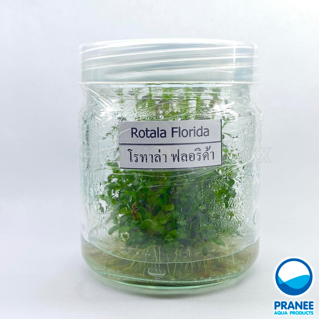 Rotala florida ( เนื้อเยิ่อ) ต้นไม้น้ำ ต้นไม้น้ำตกแต่งตู้ปลา ไม้น้ำตกแต่งตู้ปลา