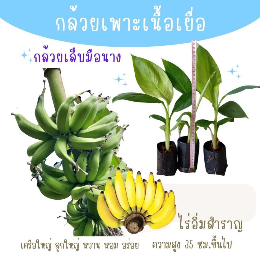 กล้วยเล็บมือนาง รสชาติ หวาน หอม อร่อย เป็นต้นเพาะเนื้อเยื่อ ปลอดโรค พร้อมปลูก สายพันธุ์แท้จากห้องแลป กล้วยหายาก