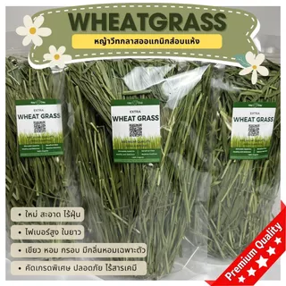 ✨ใหม่ 2026✨ หญ้ากระต่าย || วีทกลาส || Wheatgrass อบลมร้อน คัดพรีเมี่ยม สำหรับสัตว์ฟันแทะทุกชนิด