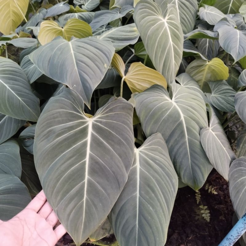 Philodendron Glorious hybrid ฟิโลเดรนดอน กลอเรียส