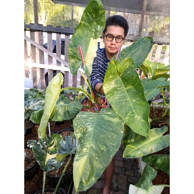 ฟิโลเดนดรอนจอสบรูโน่ /Philodendron Jose buono-ไม้ไซด์ใหญ่ขนาดใบ 45cm+