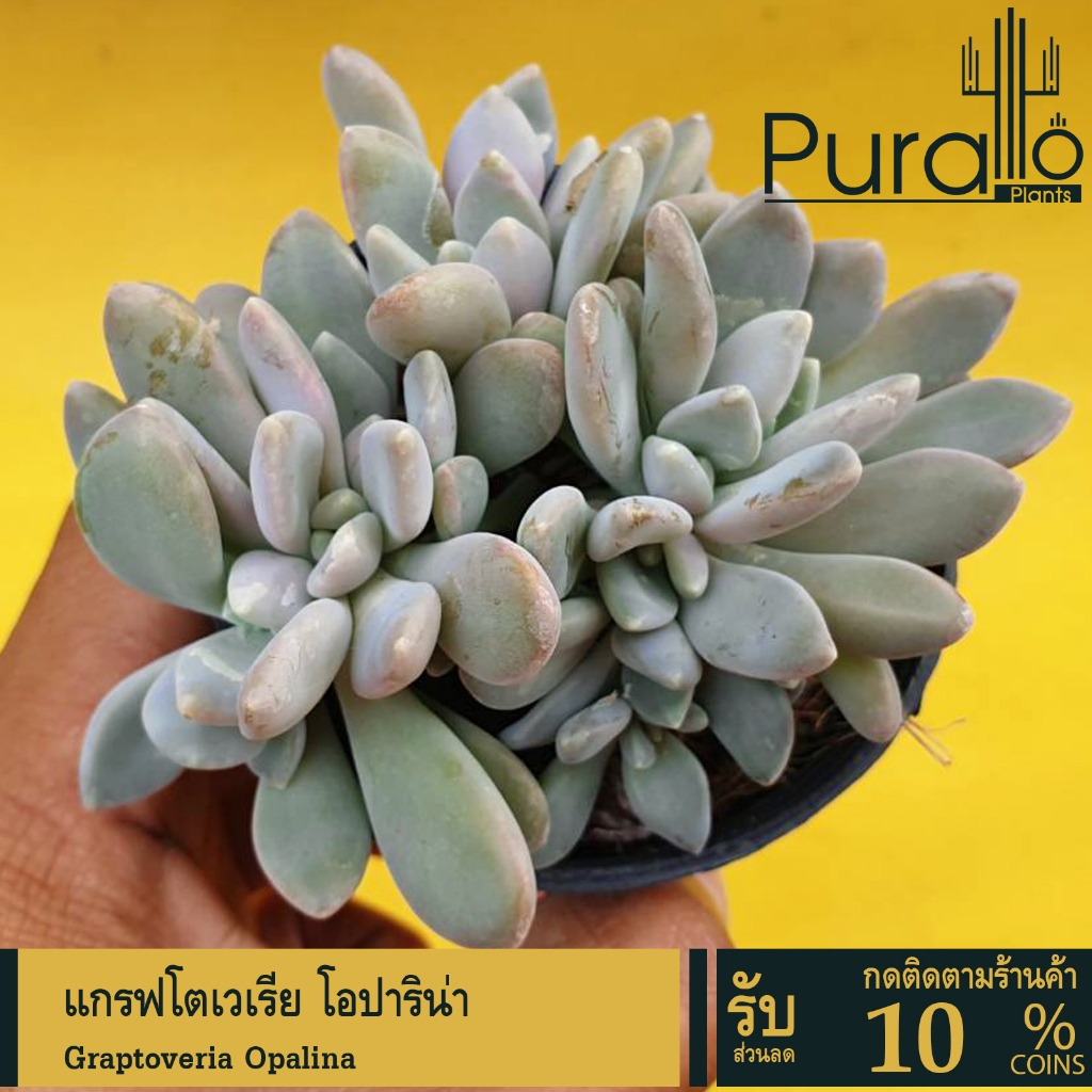 ต้นไม้อวบน้ำ กุหลาบหิน แกรฟโตเวเรีย โอปาริน่า Graptoveria Opalina #ไม้อวบน้ำ #succulent #สีชมพู