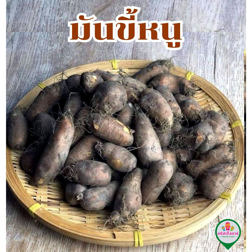 หัวมันขี้หนู มันขี้หนูใต้ ขุดสดตามออเดรอ์ก่อนส่ง บรรจุ 1 กิโล ส่งของทุกวันจันทร์