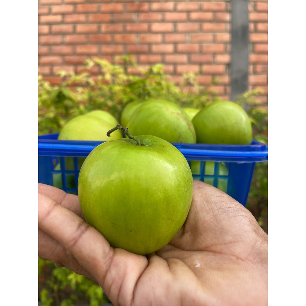 พุทรานมสด เนื้อหนา(แถมฟรี)พริกเกลือ ให้ด้วย