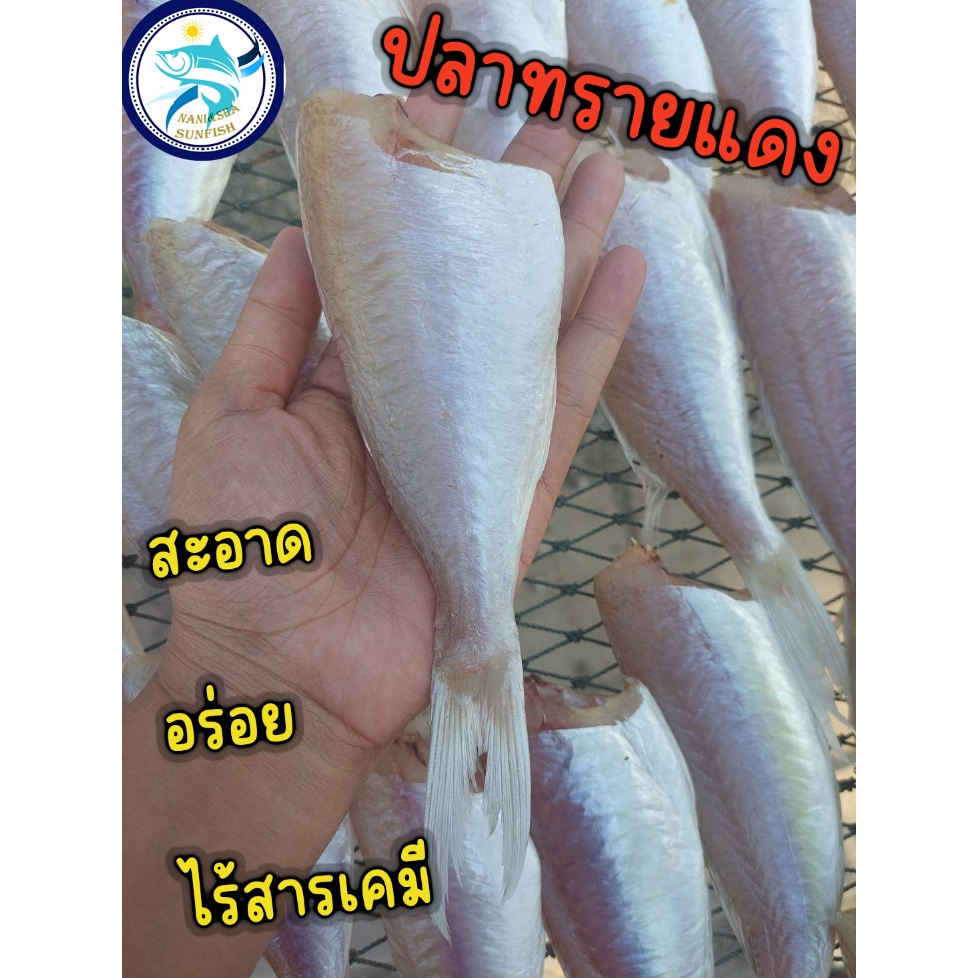 ปลาทรายแดง ปลาแดงแดดเดียว500กรัม (สูตรเค็มน้อย อร่อยกำลังทาน)สะอาด อร่อย เค็มกำลังทาน