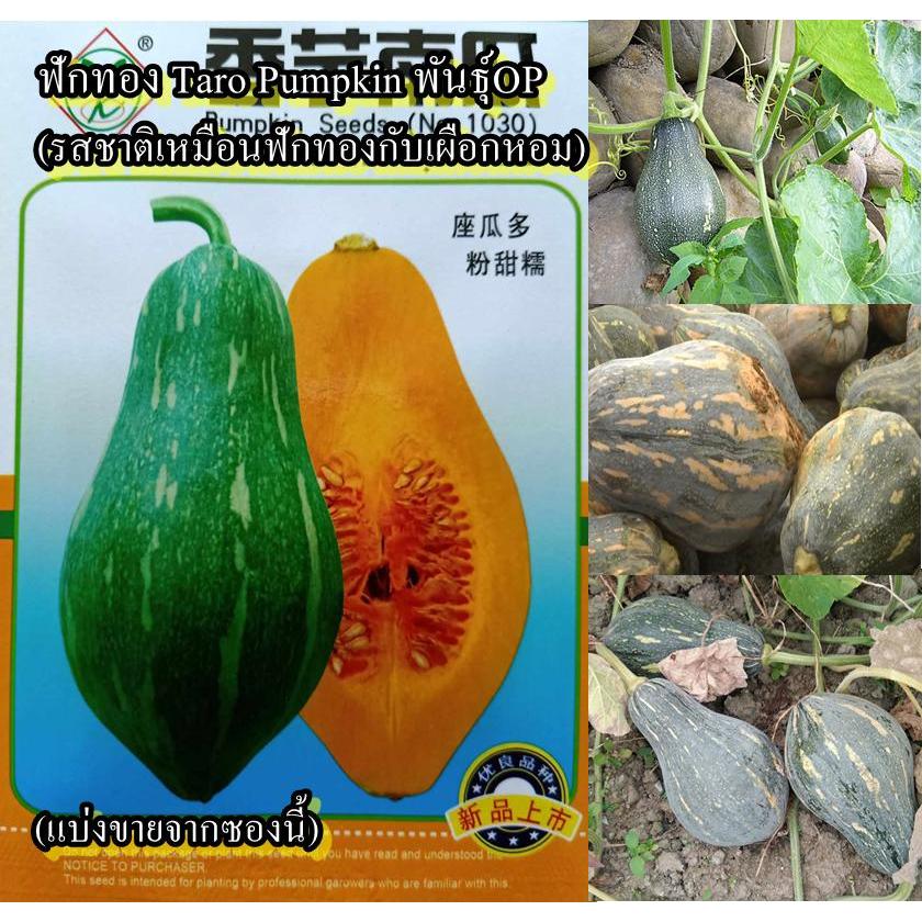 5 เมล็ด เมล็ดฟักทอง Taro Pumpkin พันธุ์OP (ปลูกง่าย รสชาติเหมือนฟักทองกับเผือกหอม เนื้อด้านในสีเหลือง หอมหวานมัน)