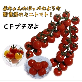 เมล็ดพันธุ์มะเขือเทศ phuchipuyo japan sweet (ชุด20เมล็ด)
