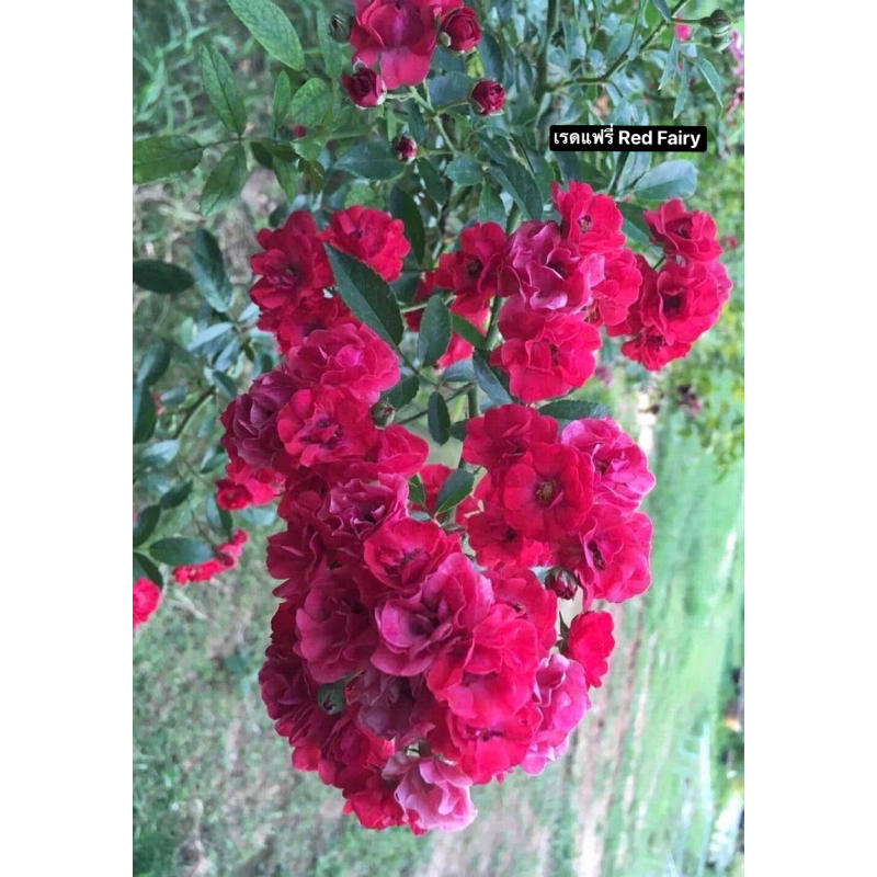 กุหลาบเลื้อย-เรดแฟรี่ Red Fairy  สีแดง ดอกเป็นพวงช่อยาว