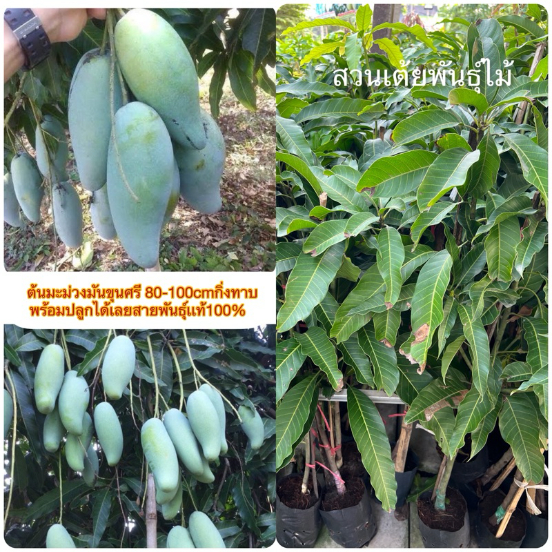 ต้นมะม่วงมันขุนศรี ❗️มีให้เลือก2ขนาด 60-130cm❗️กิ่งทาบพร้อมปลูกได้เลยสายพันธุ์เเท้100%