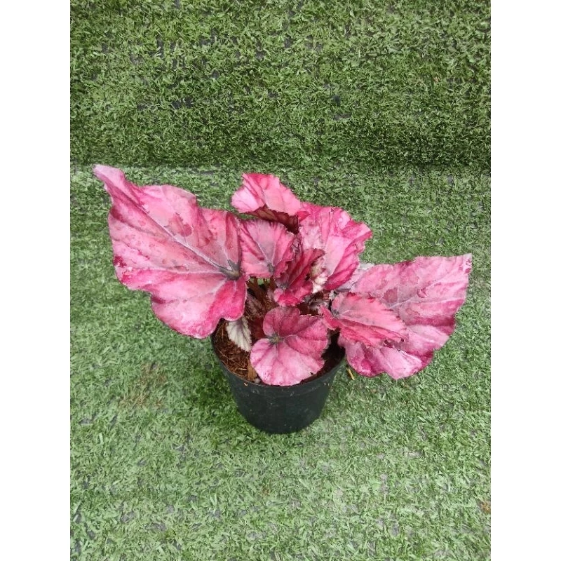 ต้นบีโกเนีย ' Lava Red ' [Begonia Lava Red] ไม้ในกระถาง3"