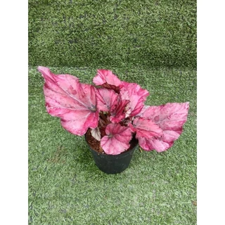 ต้นบีโกเนีย ' Lava Red ' [Begonia Lava Red] ไม้ในกระถาง3"