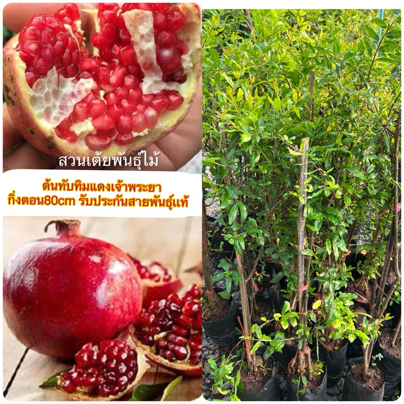 ต้นทับทิมแดงเจ้าพระยาเมล็ดนิ่มผลใหญ่ กิ่งตอนขนาด80-100cmcmรับประกันสายพันธุ์ออกผลตลอดทั้งปี