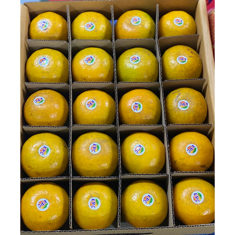 ส้มสายน้ำผึ้ง ลงกล่องช่อง 84ลูก 72ลูก สวยงาม ส้มสวย อ.ฝาง เชียงใหม่