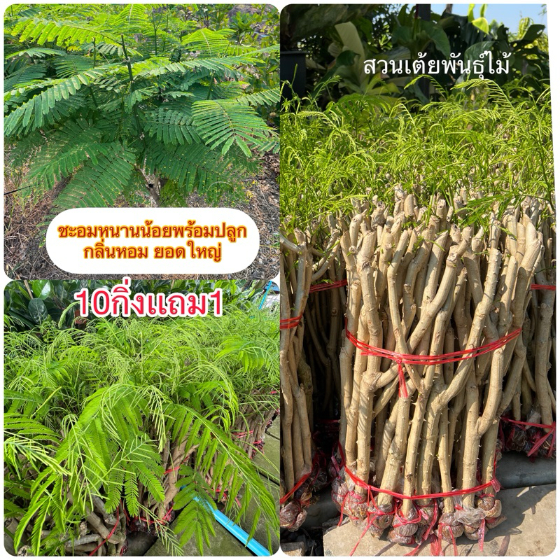 กิ่งชะอมพันธุ์หนามน้อย💥ราคากิ่งละ12฿💥พร้อมปลูกรับประกันรากเต็มทุกกิ่งราคาส่งจากสวนโดยตรง