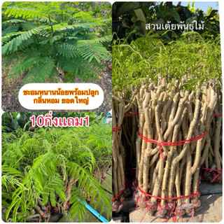 กิ่งชะอมพันธุ์หนามน้อยกิ่งละ10฿💥10กิ่งเเถม1กิ่ง💥พร้อมปลูกรับ…