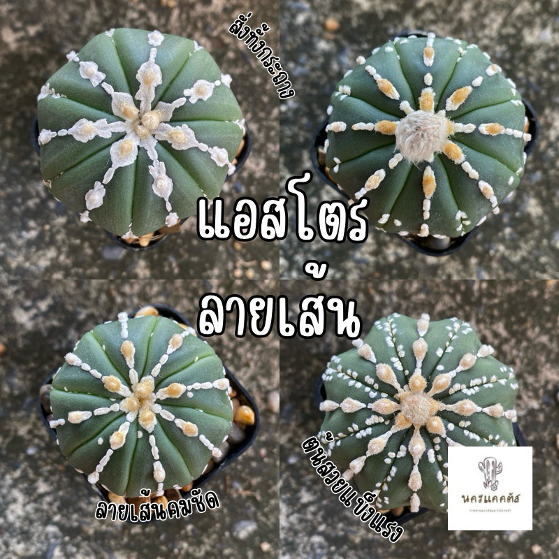 แอสโตรลายเส้น แอสโตร ซุปเปอร์ แอสโตรลายคลีน พร้อมส่ง กระบองเพรช