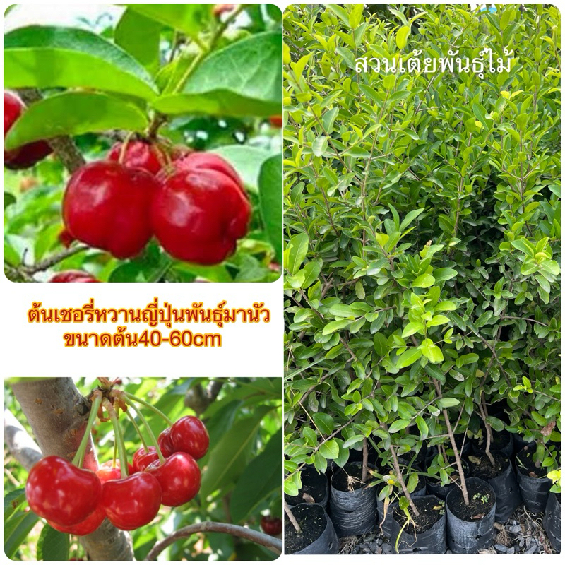 ต้นเชอรี่หวานญี่ปุ่นพันธุ์มานัวร์🔥ชื้อ5ต้นเเถม1🔥ต้นพร้อมปลูกรากเต็มถุงกิ่งปักชำขนาดต้น40-60cmรับประกันพันธุ์เเท้🌱