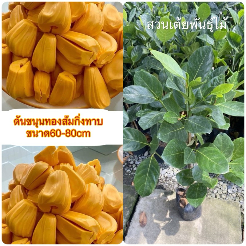 ต้นขนุนทองส้ม กิ่งทาบขนาด60-80cm พร้อมปลูก เนื้อแห้ง หวานกรอบ หาทานยาก รับประกันสายพันธุ์เเท้