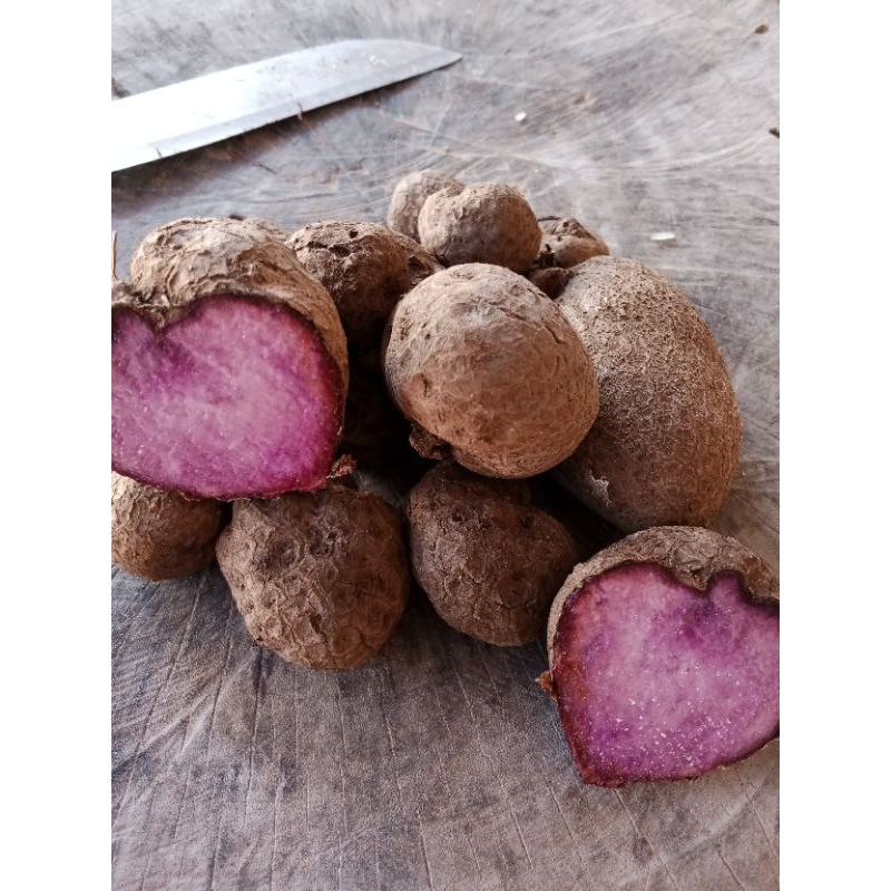 พันธุ์มันเลือด มันข้าวก่ำ มันมือเสือชุดละ100บาท